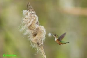 Hummingbird Nesting